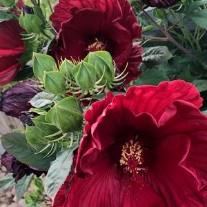 Meet your Posher, Lily